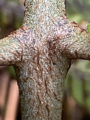 Ctenitis latifrons
