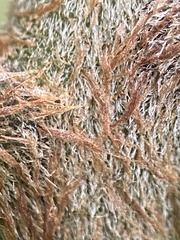Ctenitis latifrons
