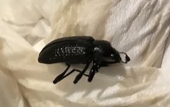 Derosphaerus sinensis
