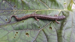 Pseudoeurycea mixteca