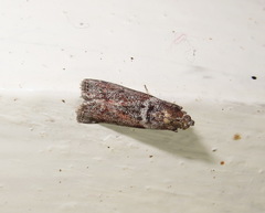 Laodamia faecella