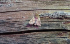 Eriopygodes imbecilla