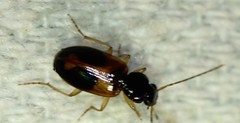 Badister elegans
