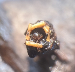 Lepidostoma