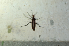 Pyrota tenuicostatis