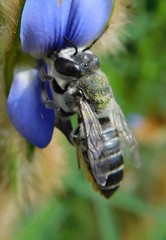 Megachile