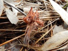 Clavulina vinaceocervina