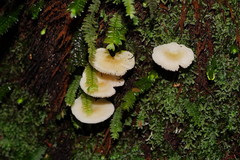 Entoloma albidosimulans