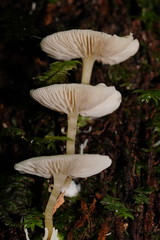 Entoloma albidosimulans