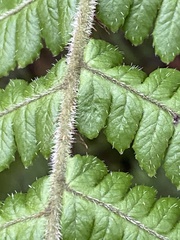 Ctenitis latifrons