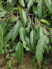 Ficus sarmentosa henryi