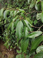Ficus sarmentosa henryi