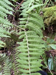 Ctenitis latifrons