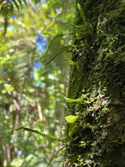 Stenogrammitis saffordii