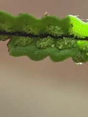 Stenogrammitis saffordii