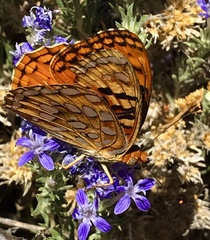 Speyeria coronis semiramis