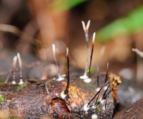 Xylaria filiformis