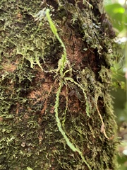 Stenogrammitis saffordii