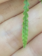 Stenogrammitis saffordii