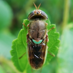 Diptera