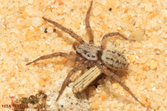 Berlandina plumalis