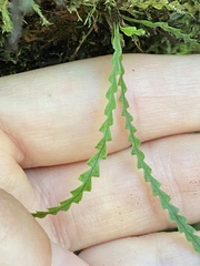 Stenogrammitis saffordii