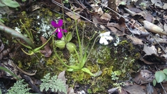 Pinguicula heterophylla