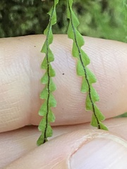 Stenogrammitis saffordii