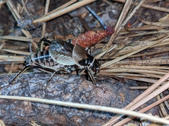 Cyphoderris