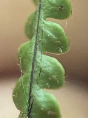 Stenogrammitis saffordii