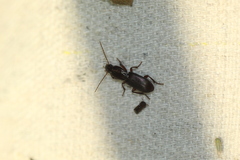 Stenomorphus californicus
