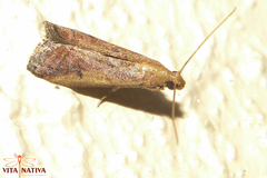 Metallostichodes nigrocyanella