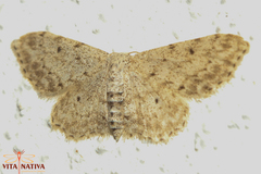 Idaea incisaria