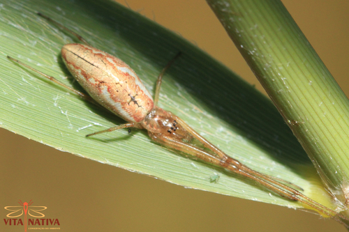 Tetragnatha intermedia