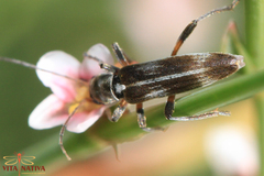 Chitona connexa