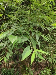 Litsea cubeba