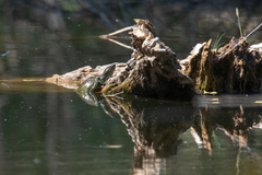 Kinosternon hirtipes