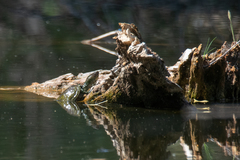 Kinosternon hirtipes