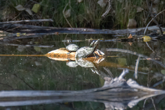 Kinosternon hirtipes