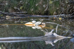 Kinosternon hirtipes