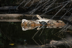 Kinosternon hirtipes