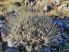 Lavandula lanata