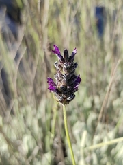 Lavandula lanata