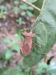 Dalader planiventris