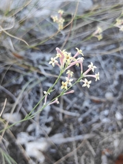 Asperula aristata