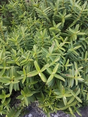 Veronica strictissima