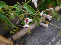 Paederia foetida