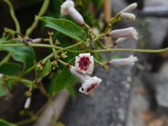Paederia foetida