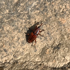 Odoiporus longicollis