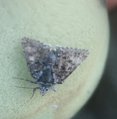 Anarta melanopa